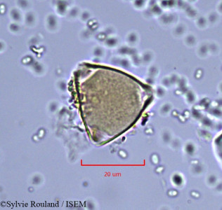 Allophylus imenoensis - lame n° 857