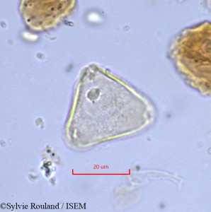Allophylus lastoursvillensis - lame n° 859
