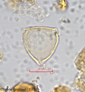 Sylvie.Rouland/Allophylus_le-testui_860/Allophylus_le-testui_860_0001(copy)_thumb.jpg