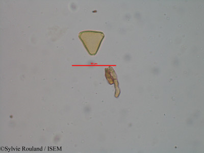 Sylvie.Rouland/Allophylus_macrocarpus_40607/Allophylus_macrocarpus_40607_0001(copy)_thumb.jpg