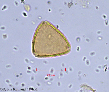 Sylvie.Rouland/Allophylus_mayimbensis_855/Allophylus_mayimbensis_855_0001(copy)_thumb.jpg