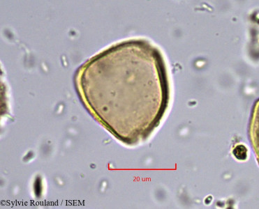 Sylvie.Rouland/Allophylus_ngounyensis_854/Allophylus_ngounyensis_854_0001(copy)_thumb.jpg