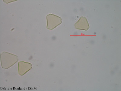 Sylvie.Rouland/Allophylus_nigrescens_40608/Allophylus_nigrescens_40608_0001(copy)_thumb.jpg