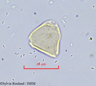 Sylvie.Rouland/Allophylus_oyemensis_863/Allophylus_oyemensis_863_0001(copy)_thumb.jpg