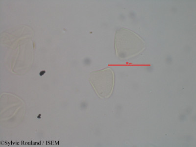 Sylvie.Rouland/Allophylus_pervillei_40611/Allophylus_pervillei_40611_0001(copy)_thumb.jpg