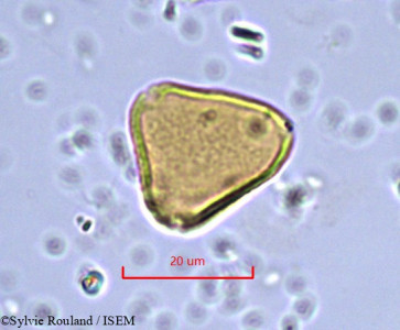 Sylvie.Rouland/Allophylus_poungouensis_862/Allophylus_poungouensis_862_0001(copy)_thumb.jpg