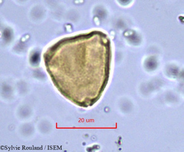 Allophylus poungouensis - lame n° 862