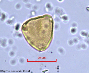 Allophylus poungouensis - lame n° 862
