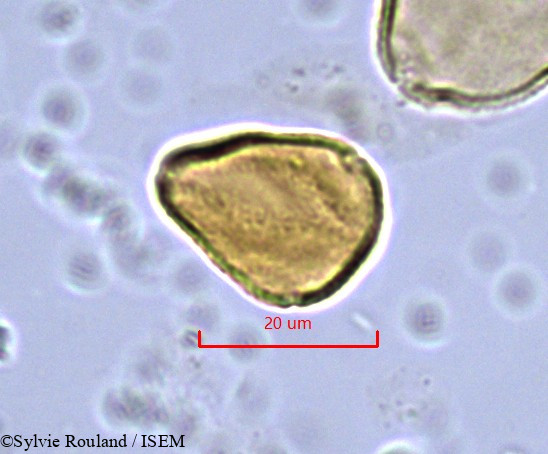 Sylvie.Rouland/Allophylus_poungouensis_862/Allophylus_poungouensis_862_0004(copy).jpg