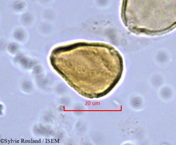 Allophylus poungouensis - lame n° 862