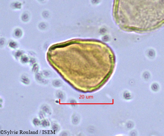 Sylvie.Rouland/Allophylus_poungouensis_862/Allophylus_poungouensis_862_0005(copy).jpg