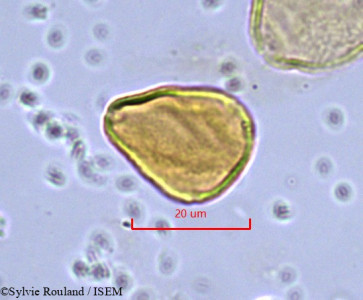 Allophylus poungouensis - lame n° 862