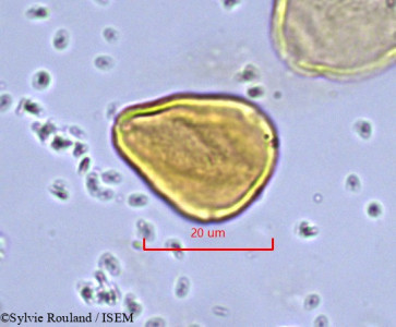 Allophylus poungouensis - lame n° 862