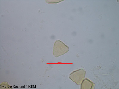 Sylvie.Rouland/Allophylus_salignus_40612/Allophylus_salignus_40612_0001(copy)_thumb.jpg