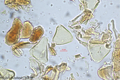 Sylvie.Rouland/Allophylus_serrulatus_5265/Allophylus_serrulatus_5265_0001(copy)_thumb.jpg