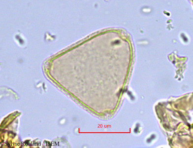 Sylvie.Rouland/Allophylus_spicatus_861/Allophylus_spicatus_861_0001(copy)_thumb.jpg