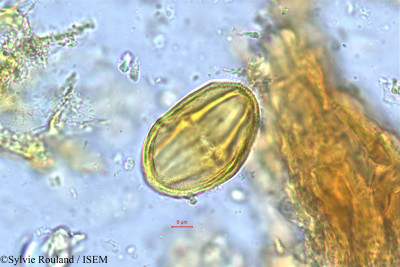 Sylvie.Rouland/Allospondias_lakonensis_275/Allospondias_lakonensis_275_0001(copy)_thumb.jpg