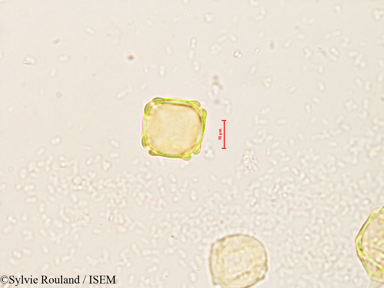 Sylvie.Rouland/Alnus_jorullensis_4211/Alnus_jorullensis_4211_0001(copy).jpg
