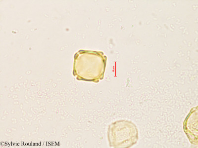 Alnus jorullensis - lame n° 4211