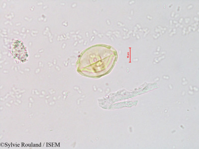 Alnus jorullensis - lame n° 4211