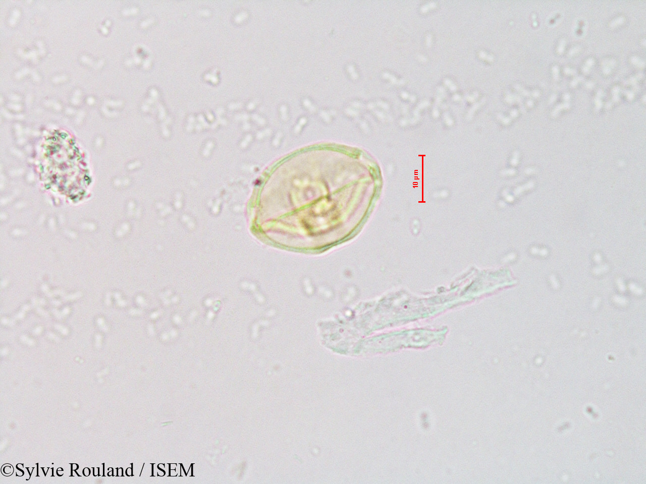 Sylvie.Rouland/Alnus_jorullensis_4211/Alnus_jorullensis_4211_0004(copy).jpg