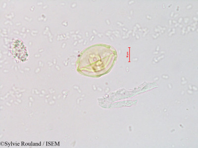 Alnus jorullensis - lame n° 4211