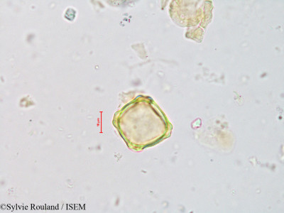 Alnus jorullensis - lame n° 4226