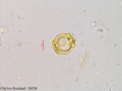Alnus jorullensis - lame n° 4226
