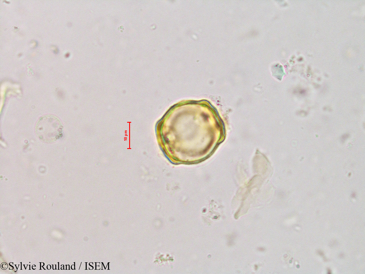 Sylvie.Rouland/Alnus_jorullensis_4226/Alnus_jorullensis_4226_0004(copy).jpg