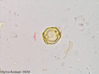 Alnus jorullensis - lame n° 4226