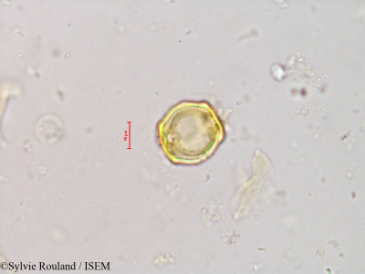 Alnus jorullensis - lame n° 4226