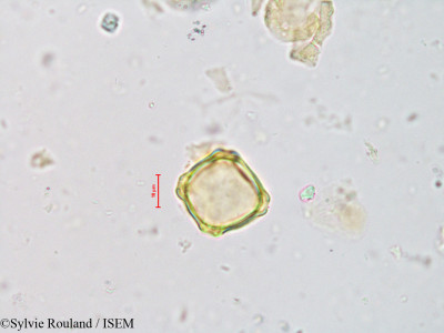Alnus jorullensis - lame n° 4226