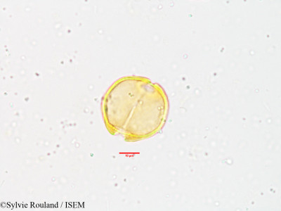 Sylvie.Rouland/Alstonia_scholaris_3829/Alstonia_scholaris_3829_0001(copy)_thumb.jpg