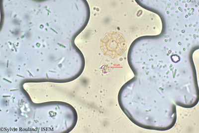 Sylvie.Rouland/Alternanthera_maritima_5825/Alternanthera_maritima_5825_0001(copy)_thumb.jpg
