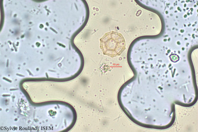 Alternanthera maritima - lame n° 5825