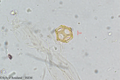 Sylvie.Rouland/Alternanthera_triandra_5064/Alternanthera_triandra_5064_0001(copy)_thumb.jpg