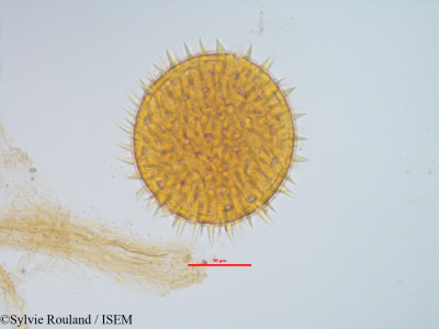 Sylvie.Rouland/Althaea_borbonica_1435/Althaea_borbonica_1435_0001(copy)_thumb.jpg