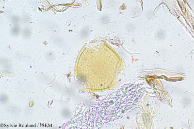 Sylvie.Rouland/Alysicarpus_longifolius_5595/Alysicarpus_longifolius_5595_0001(copy)_thumb.jpg