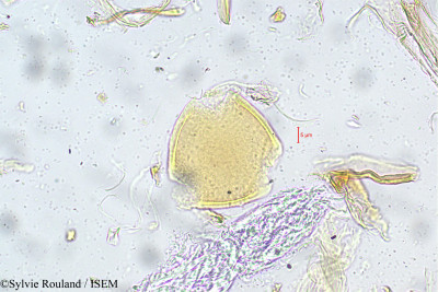 Alysicarpus longifolius - lame n° 5595