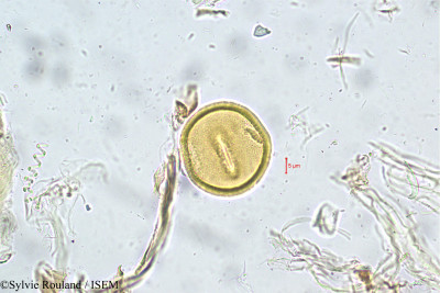 Alysicarpus longifolius - lame n° 5595