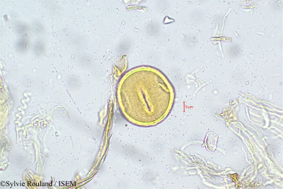 Alysicarpus longifolius - lame n° 5595