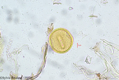 Alysicarpus longifolius - lame n° 5595