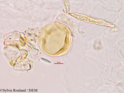 Sylvie.Rouland/Alysicarpus_vaginalis_2780/Alysicarpus_vaginalis_2780_0001(copy)_thumb.jpg