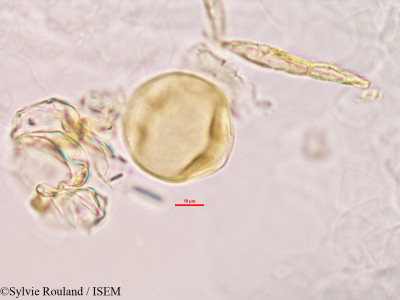 Alysicarpus vaginalis - lame n° 2780