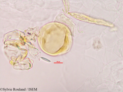 Alysicarpus vaginalis - lame n° 2780