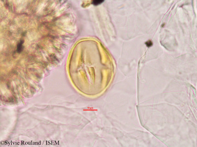Alysicarpus vaginalis - lame n° 2780