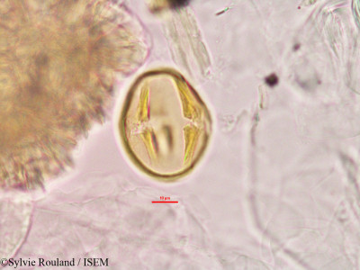 Alysicarpus vaginalis - lame n° 2780