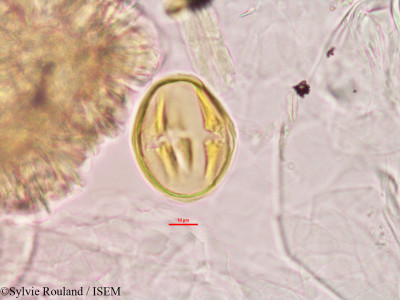 Alysicarpus vaginalis - lame n° 2780