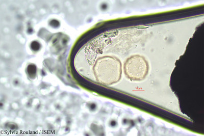 Amaranthus lividus - lame n° 98