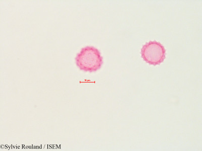 Ambrosia aptera - lame n° 4483